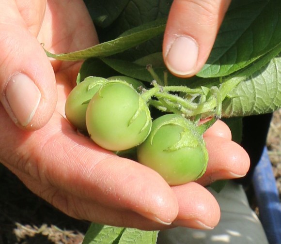 ジャガイモにトマト 実は 食べられない 実 です 吉野 奈良新聞デジタル