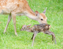 見て 立ったよ 奈良公園 鹿苑 子鹿を公開 奈良新聞デジタル
