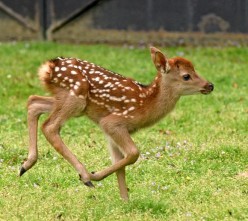 元気いっぱい駆け回り 鹿苑 で今年初の子鹿誕生 奈良新聞デジタル