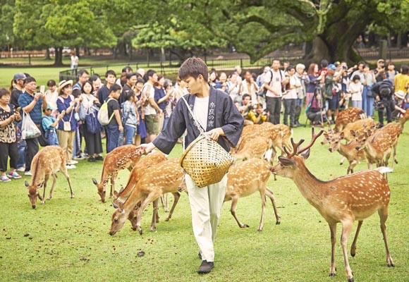 猛暑でも音色に集合 飛火野で なつの鹿寄せ 奈良新聞デジタル
